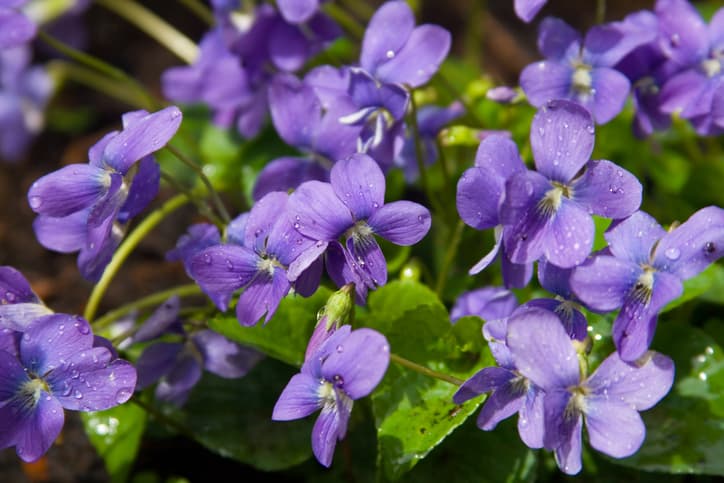 Cluster of wild violets growing outdoors with dew drops.