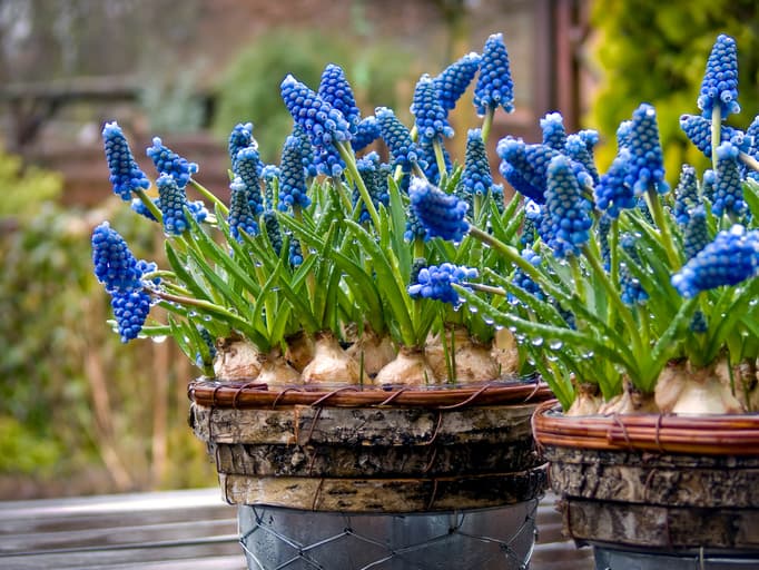 Two pots with grape hyacinths (Muscari) on garden table after the rain.