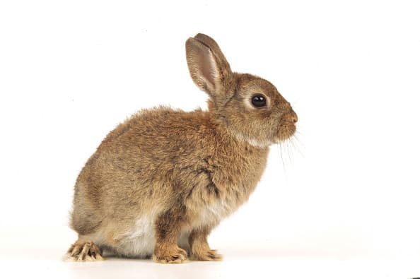 Dwarf rabbit, Oryctolagus cuniculus domesticus. Many rabbits sold by pet shops as dwarf rabbits are so-called false dwarfs, purebred rabbits without the dwarfing gene. (Photo by: Auscape/Universal Images Group via Getty Images)