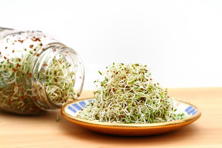 A heap of freshly grown organic alfalfa sprouts is piled on a small saucer. In the background is the sprouting jar with more sprouts. Spouts are a good source of nutrition and can be used as an ingredient in salads, soups, breads or eaten raw by themselves.