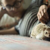 The teenager 16-years-old girl playing with her pet White African Hedgehog, which is the true pet and doesn't exist in nature.