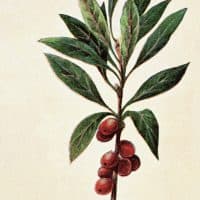 Antique Illustration, Copyright has expired on this artwork. From my own archives, digitally restored.
Mezereon (Daphne mezereum, mezereum, mezereon, February daphne, spurge laurel or spurge olive).