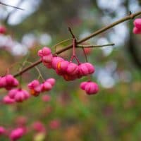 This is a close-up photo of the flowers of plant Euonymus europaeus.