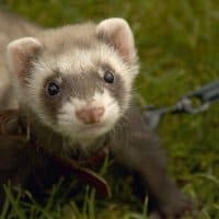 Pet ferret on a leash out for a walk, staring into the camera lense