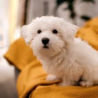 Portrait of cute little while maltese dog sitting on sofa at home