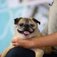 TODAY -- Pictured: Noodle the Pug on Wednesday June 8, 2022 -- (Photo by: Nathan Congleton/NBC/NBCU Photo Bank via Getty Images)