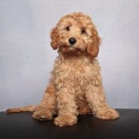 Golden Cavalier King Charles spaniel/Poodle mix puppy looking at the camera sitting in front of a gray backdrop