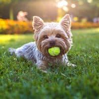 Beautiful Yorkshire terrier playing with a ball on a grass