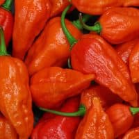 close up of chili peppers, bhut jolokia, the hottest pepper in the world