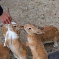 Feeding wild rabbits in winter sunny day on Okunoshima, as known as the " Rabbit Island ". Numerous feral rabbits that roam the island, they are rather tame and will approach humans. Hiroshima, Japan.
