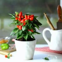 red pepper on the kitchen table in a ceramic pot