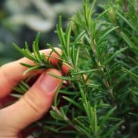 picking rosemary at my garden for preparing an italien dish.