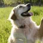 Francia bulldog, tacskó, labrador – a kedvenc kutyafajtáink
