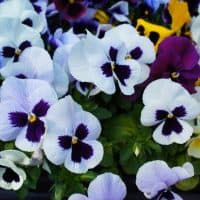 White and blue pansy flowers in garden