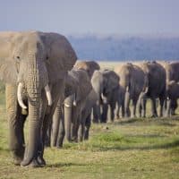 A family or herd of African Elephants march in a line toward a water hole t Amboseli National Park, Kenya.