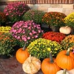 Krizantém, dália, árvácska – kedvenc ősszel pompázó virágaink