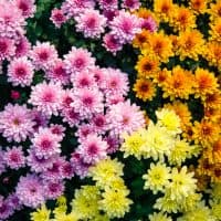 mix of pink, orange and yellow chrysanthemum flowers