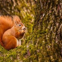 Red squirrel munching on a hazel nut sitting in his mossy tree