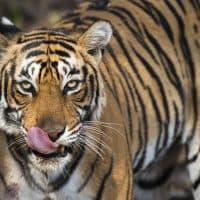 Bengal tigress (Panthera tigris tigris) (female tiger) licking nose, Ranthambhore National Park, Rajasthan, India.