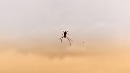 Pókokba szurkált véres tűk okozta hányinger egy szűk és zsúfolt repülőn – a leggyakoribb fóbiák