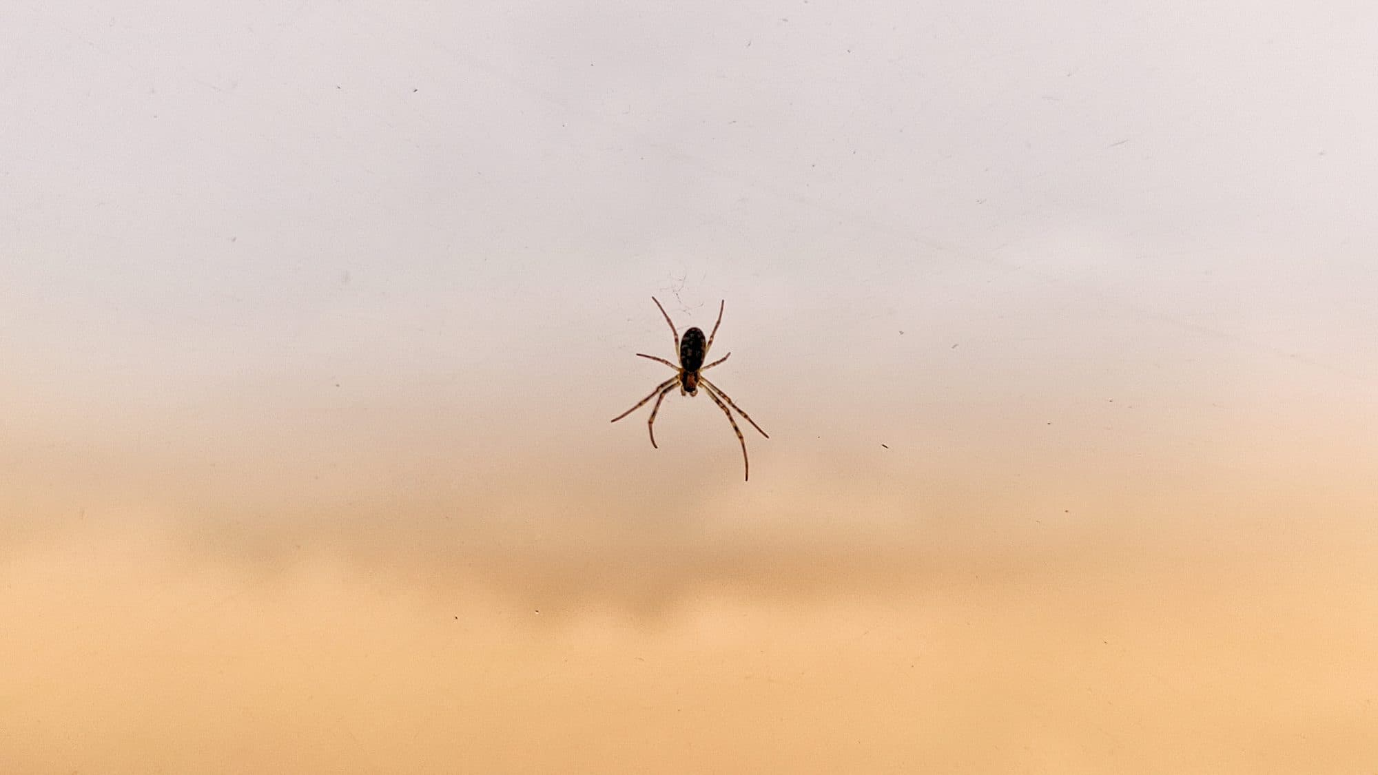 Pókokba szurkált véres tűk okozta hányinger egy szűk és zsúfolt repülőn – a leggyakoribb fóbiák