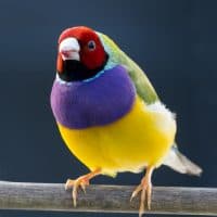 LADY GOULDIAN FINCH (Erythrura gouldiae) AUSTRALIA, Male.   A colorful passerine bird, native to Australia.  The male's chest is purple while the female's chest is a lighter mauve.