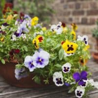 Gardening, Stiefmütterchen (Viola) auf Gartentisch, Holztisch, im Blumentopf, Pflanzschale, Ziegelsteinwand, Farbenvielfalt