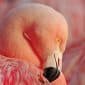 Páva, flamingó, Guatemala nemzeti jelképe – ezek a legkülönlegesebb színű madarak a világon