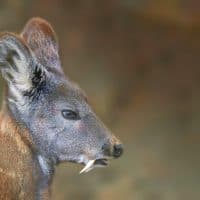 A close up of a Siberian musk deer head