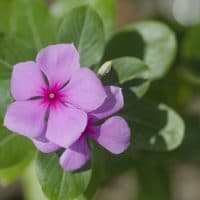 Close-Up Of Rosy Periwinkle (Catharanthus roseus)